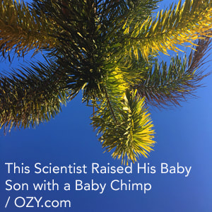 This Scientist Raised his Baby Son with a Baby Chimp Story Link
